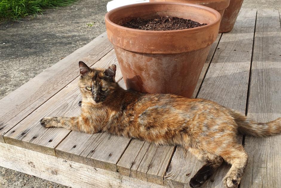 Vermisstmeldung Katze rassenmischung  Weiblich , 3 jahre Betton Frankreich