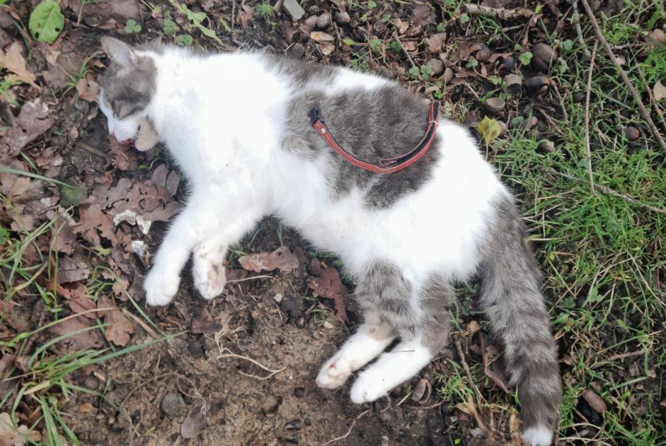 Alerta de Hallazgo Gato cruce  Desconocido Bédée Francia