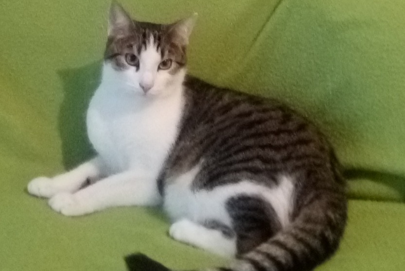 Alerte Disparition Chat  Mâle , 5 ans Cesson-Sévigné France