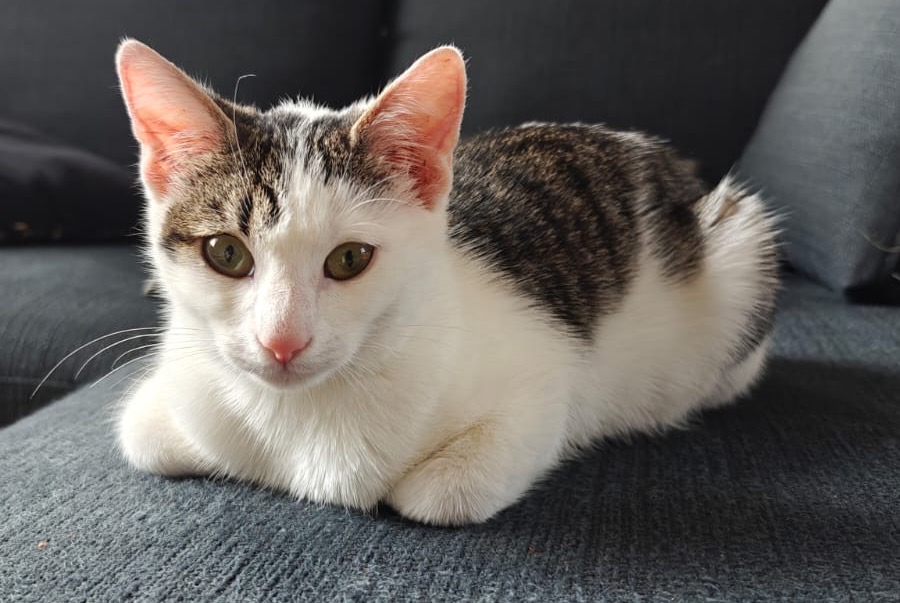 Alerte Découverte Chat croisement  Femelle Betton France