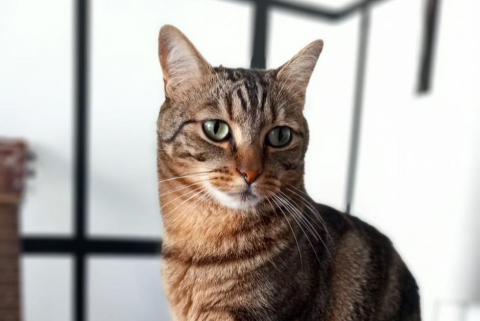 Alerta desaparecimento Gato cruzamento  Macho , 7 anos Rennes France